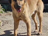 POCO - verträglicher, lieber Hundejunge - Aerzen