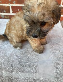 5 Yorkipoo Welpen abzugeben geb. am 7.5.25 - Bakum