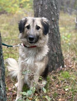 Ben - charmante Herz auf vier Pfoten ❤️ - Salzwedel (Hansestadt) Zentrum