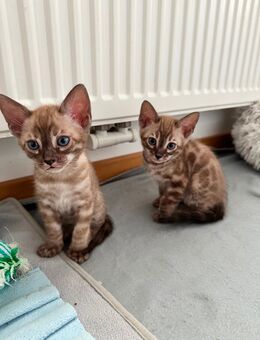 Bengal Kitten reinrassig von Champions - Berlin Spandau