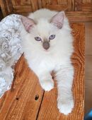 Ragdoll Mädel lilac in 99086