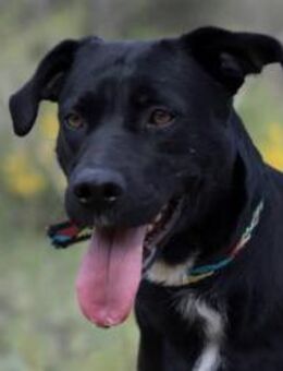 Arrel🧡 ist superlieb und freundlich - Hamburg