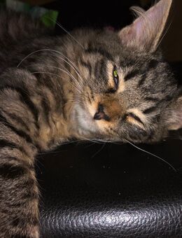 Wir suchen unser fürimmerzuhause! - Frankfurt (Main) Gallus