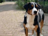 Appenzeller Sennenhund sucht neues Zuhause - Greifswald