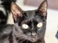 Hübsche, menschenbezogene Katze Cleo - Karlsruhe