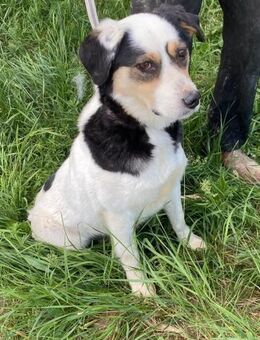 Schönes Zuhause für Heidi gesucht - Overath