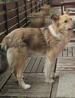 Rüde Foxy sucht einen neuen Platz - Schmitten