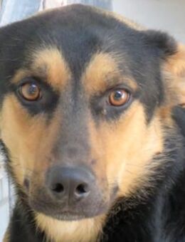 Mash -kennt nichts, toller Charakter- - Oldenburg