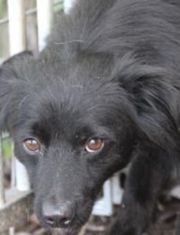 Tamu - sehr lieb u u. verspielt - Lohra