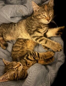 Mali und Coco (5 Monate), zwei zuckersüße Katzenmädchen suchen ein für immer Zuhause - Bodensee (Niedersachsen)