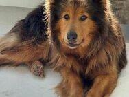 Mishka in 72813 St. Johann sucht Zuhause - Rott (Inn)