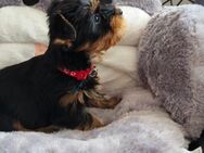 Yorkshire Terrier Welpen mini baby antialergika - Altomünster