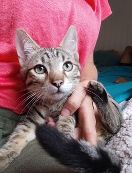 Bengalmix Kitten suchen ein Zuhause - Langquaid