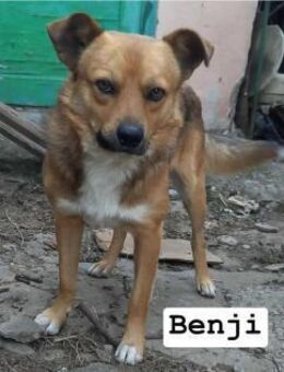 Benji unverschuldet in Not geraten - Berlin