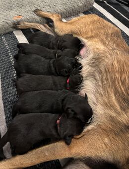 Malinois-Labrador Welpen - Thierstein