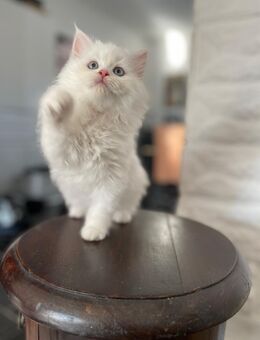 Ragdoll - Perse Baby Katze - Gladbeck