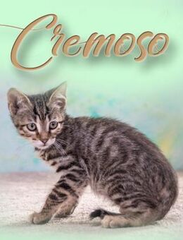 Cremoso, ein anhaengliches Katzenkind - Brunstorf