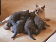 BKH Kitten abzugeben - Schönborn (Brandenburg)