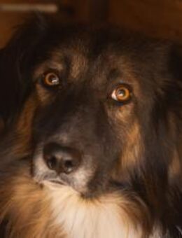 ♥Bogo♥ungeschliffener Schatz auf 4Pfoten - Hamburg