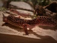 Leopardgeckopärchen+ sämtliches Zubehör - Bochum