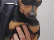 Buddy - quirlig, freundlich, lieb - Höchst (Odenwald)