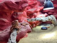 Bartagame - Pogona Vitticeps (weiblich) Farbbartagame - Bad Ems