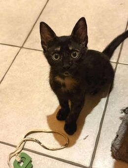 Snickers aus dem Tierschutz - Grevenbroich