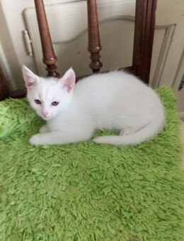 Türkische Angora Mix russische Blau Kitten ab sofort - Dörrebach