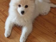 Mini Pomsky Rüde 3 Monate - Fritzlar