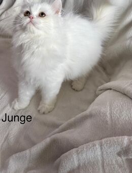 Perserkitten - Leonberg (Baden-Württemberg)