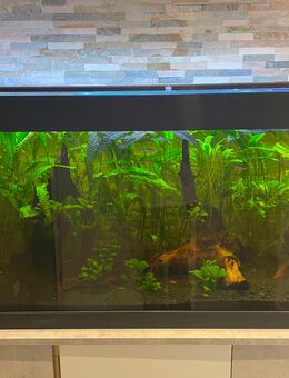 150 Liter Aquarium zu verkaufen - Lüdinghausen
