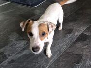 Super lieber Jack Russel Rüde - Wangerooge