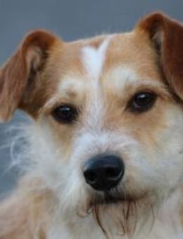 Memo - goldiger, verspielter Jungrüde - Lohra