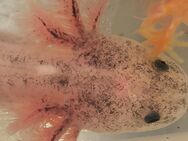 Axolotl Weissling, stark pigmentiert, ab 10cm - Jüchen