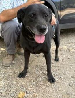 Akira - lieb und verspielt - Heppenheim (Bergstraße)