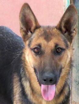 Mystique -lebhaft und lernwillig- - Oldenburg