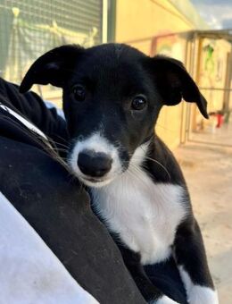 Emma - Zuhause gesucht - Duisburg