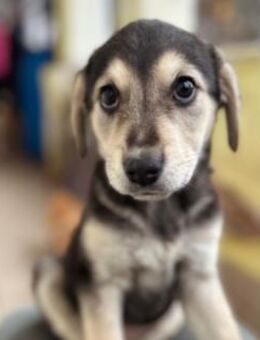 Zauberhaftes Welpenmädchen Tilly - Kallmünz