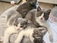 Reinrassige BKH Kitten - Wurzen Kühren