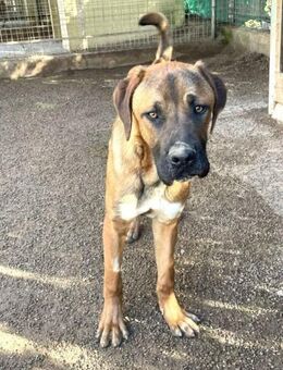 ZIGZAG - sucht ein neues Zuhause....... - Kempen