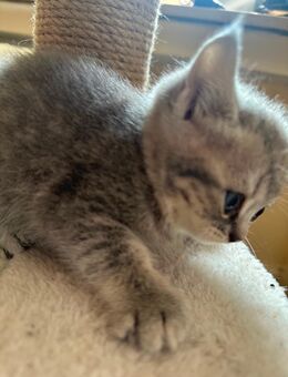 Bkh Katze kitten - Rheine Zentrum