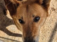 Senior BRUNO sucht Gnadenplatz - Neuberg