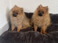 2 wundervolle Pomeranian(Zwergspitz) - Heidenheim (Brenz) Zentrum
