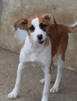 Pflegestelle gesucht für Mac Gyver - Celle