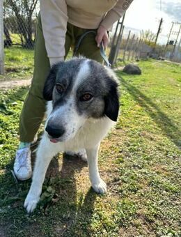 🐾❤️ ELISE, superliebes Hundemädchen - Eichendorf