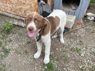 🆘🌼Welpe Ema braucht Hilfe🌼🆘NOTFALL - Eislingen (Fils)