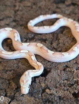 Ghostblood Motley Pied - Schwelm