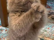 BKH kitten, britische kurzhaar katzen, babykatzen - Essen