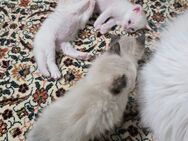 Babykitten BKH / Perser Mix - Mönchengladbach