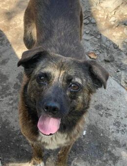 Ella sucht ein Zuhause - Egestorf